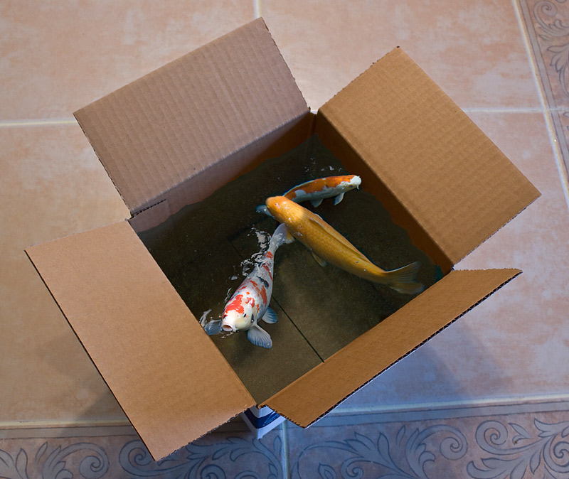 koi box