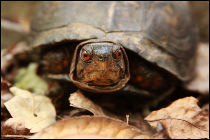 Box Turtle