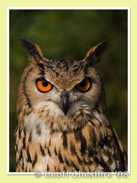South Asian Owl
