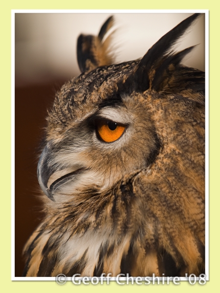 Eurasian Owl