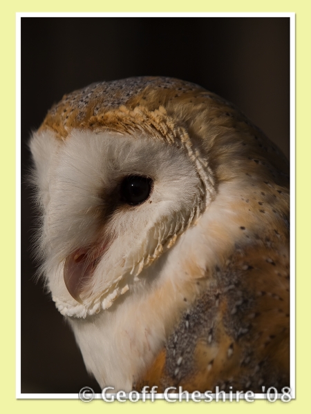 Barn Owl