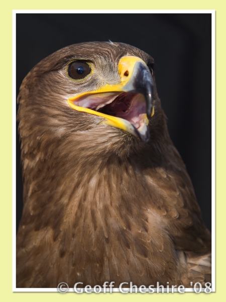 Steppe Eagle (2)