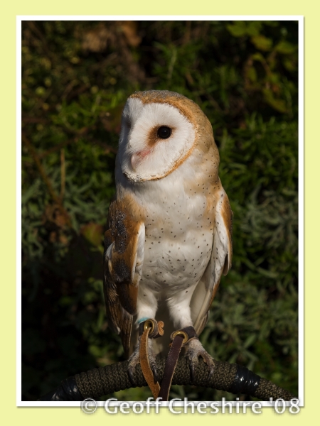 Barn Owl (2)