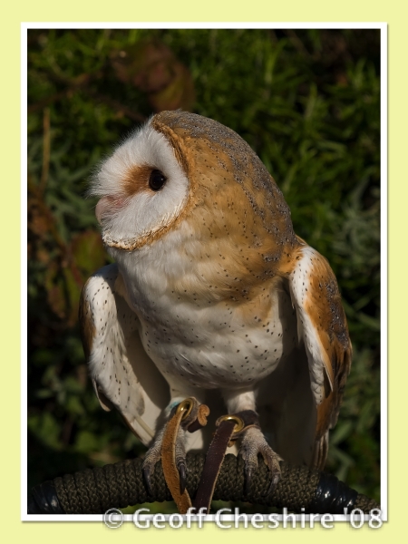 Barn Owl (3)