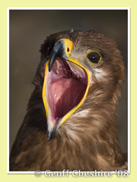 Steppe Eagle (3)