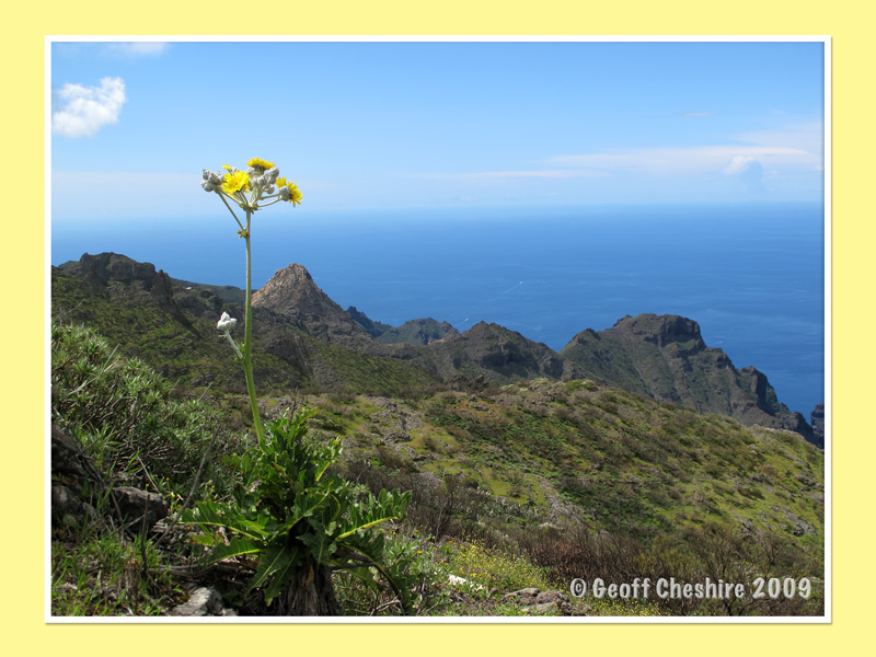 Mountain flora (2)