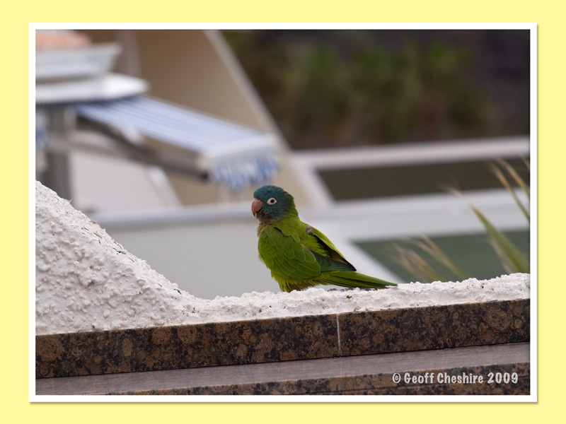 Local birdlife (2)
