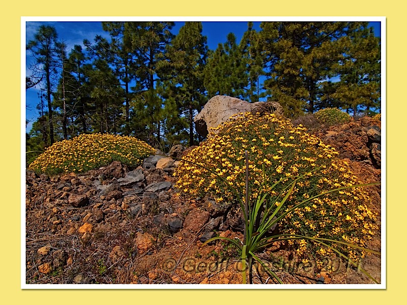Flora on Teide (2)