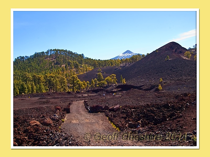 Flora on Teide (4)