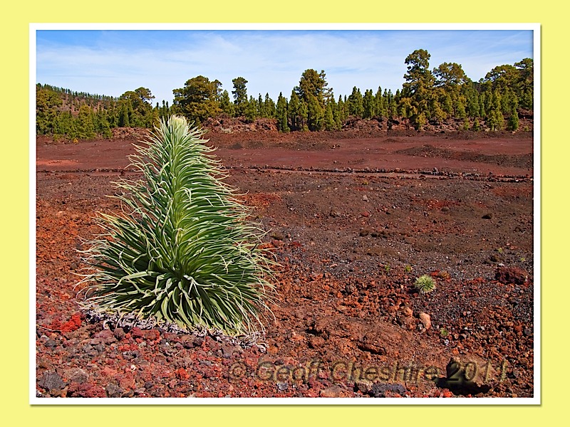 Flora on Teide (6)