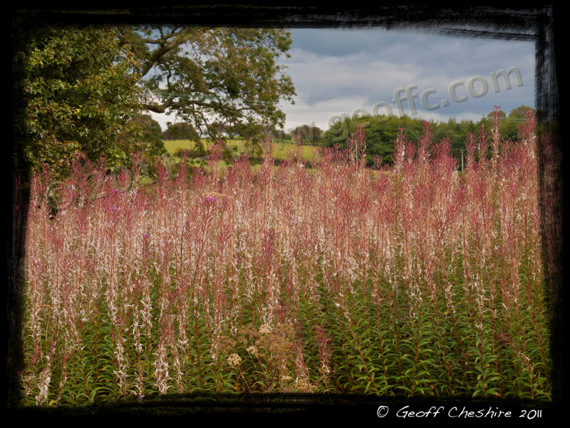 Flora on the Northern Reaches of the Lancaster Canal