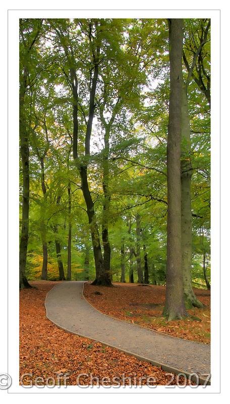 Woodland pathway