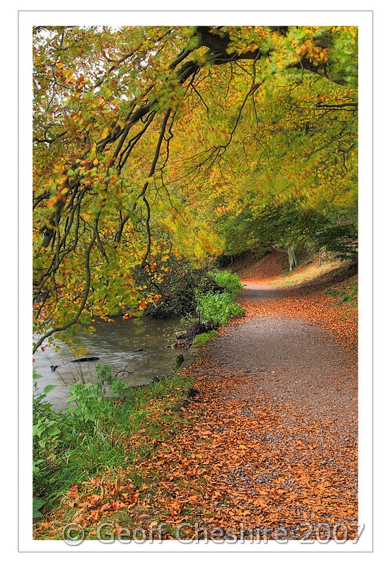 Woodland pathway