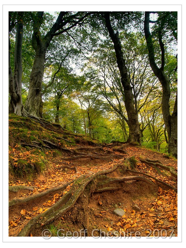 Exposed roots and fallen leaves