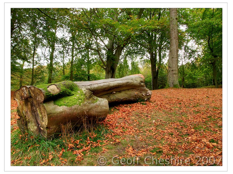 Forest in Autumn