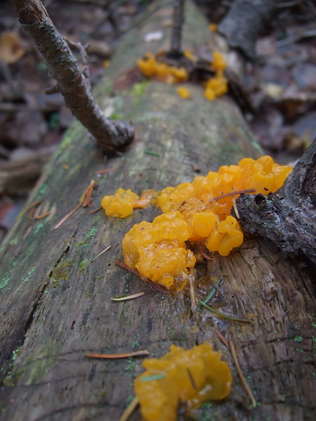 Tree Fungus (macro)