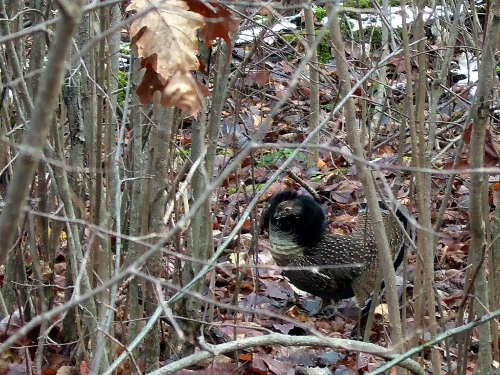 Ruffled Grouse