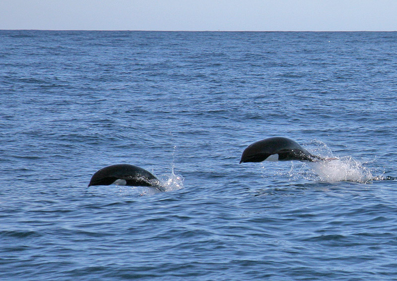 Northern Right Whale Dolphin