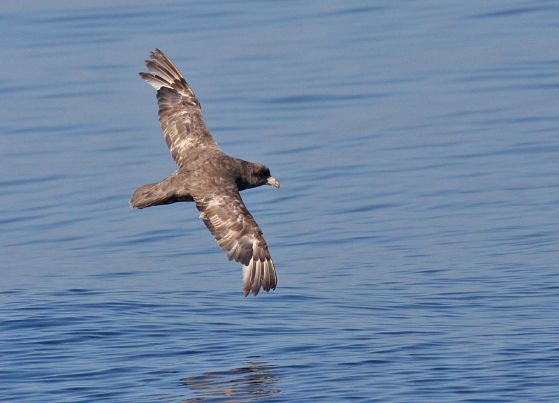 Northern Fulmar