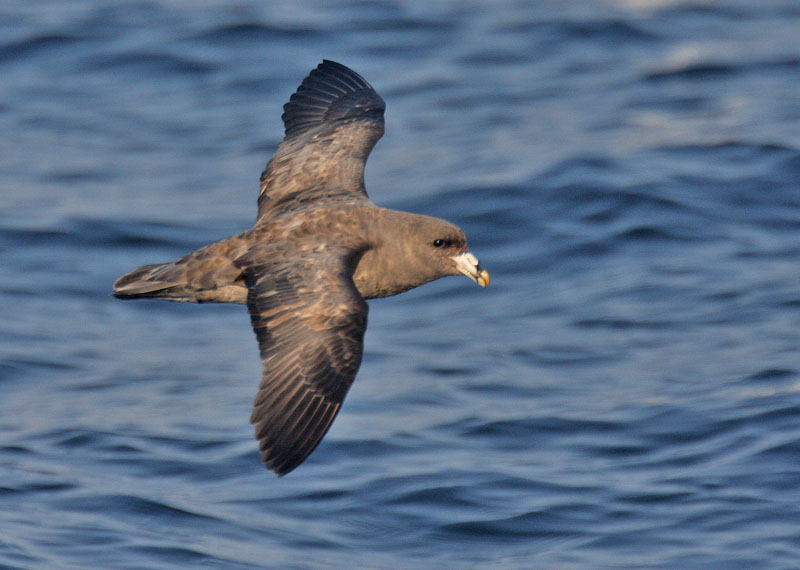 Northern Fulmar