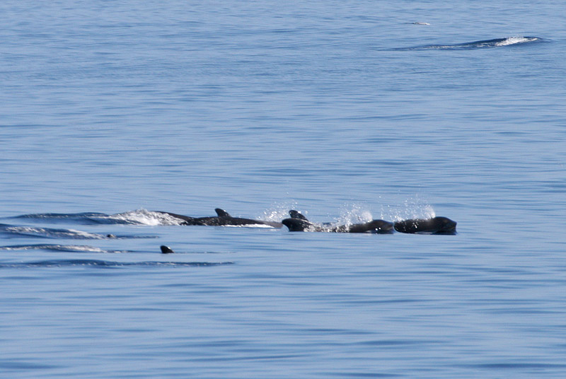 Short-finned Pilot Whale