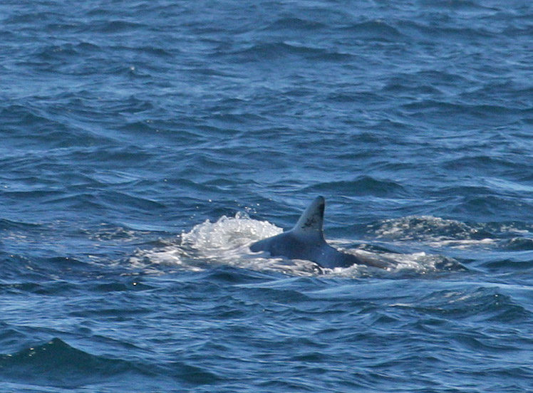 Bairds Beaked Whale