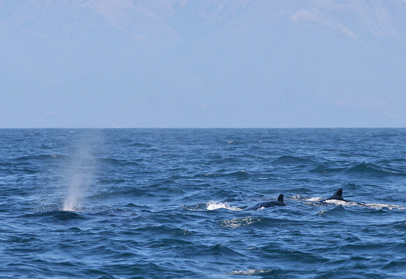 Bairds Beaked Whale