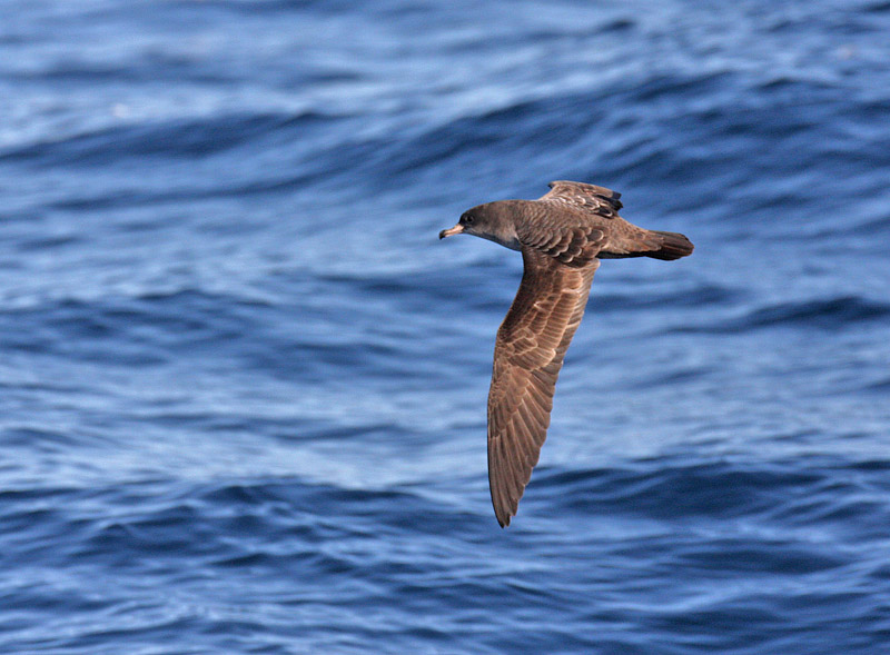 Pink-footed Shearwater