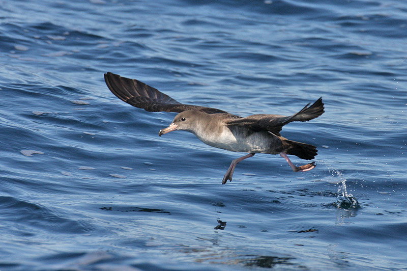 Pink-footed Shearwater