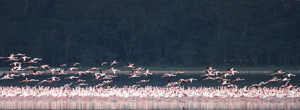 Lesser Flamingo