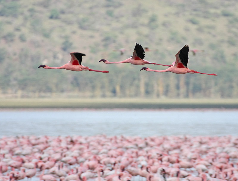 Lesser Flamingo