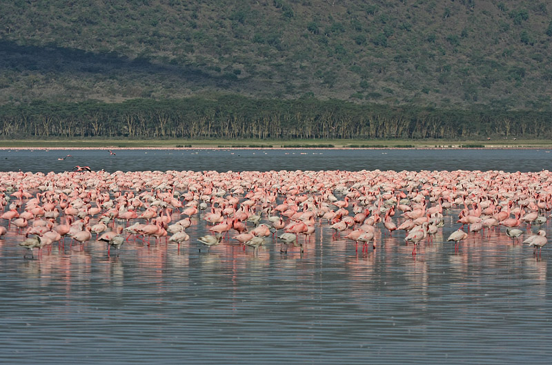 Lesser Flamingo