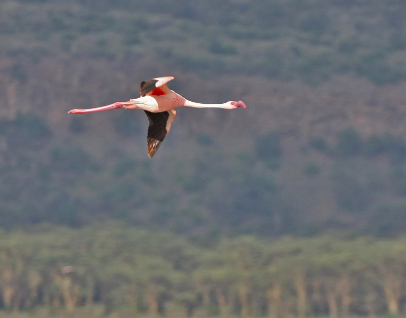 Lesser Flamingo