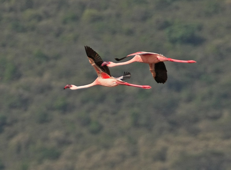 Lesser Flamingo