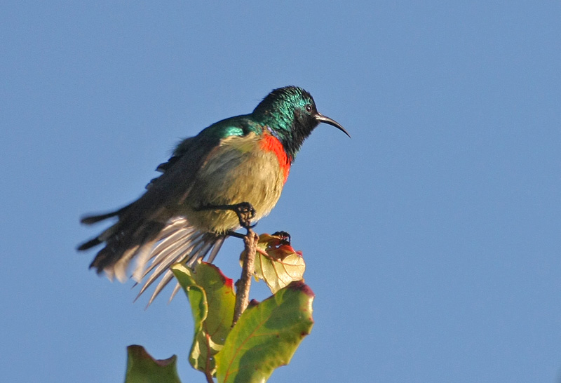 Eastern Double-collared Sunbird