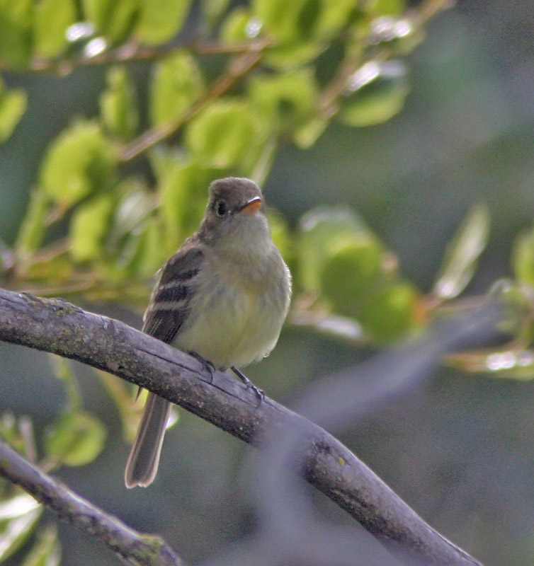 Western Flycatcher (Pacific-slope)