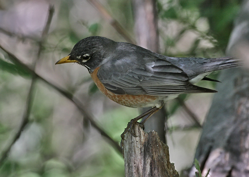 American Robin