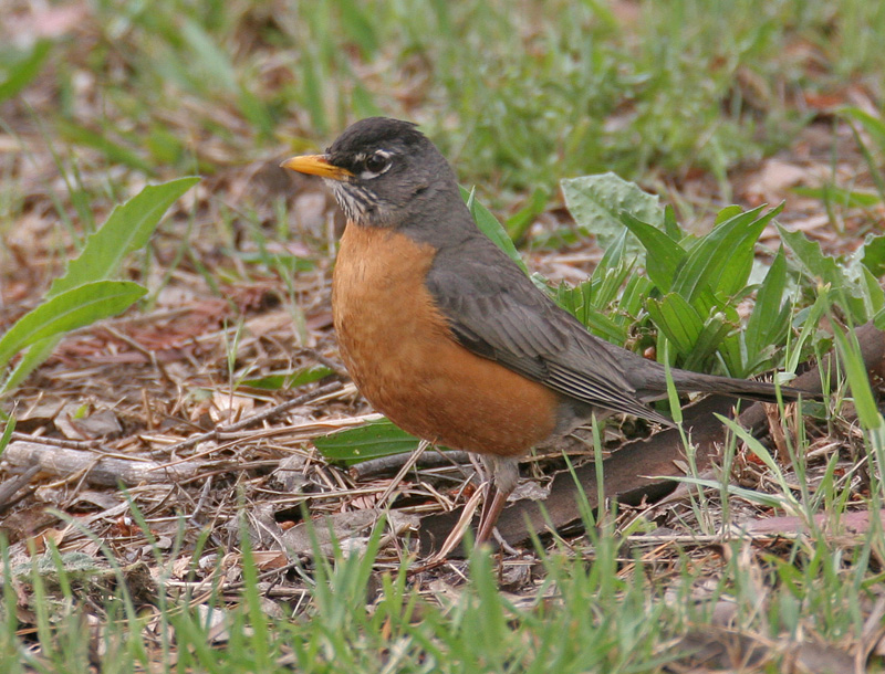 American Robin