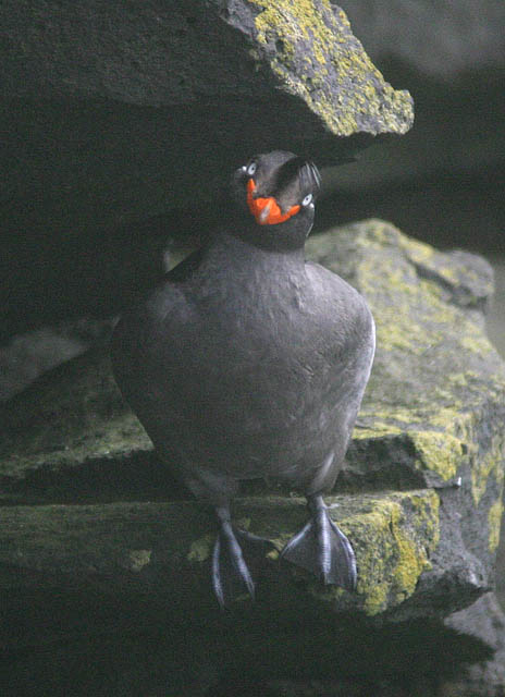 Crested Auklet