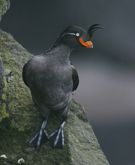 Crested Auklet