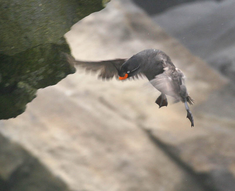 Crested Auklet