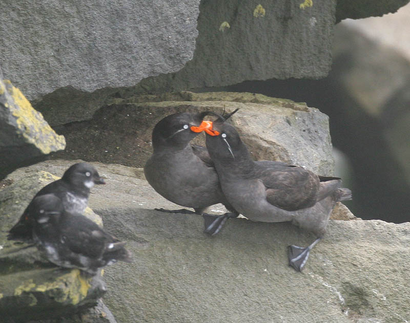 Crested Auklet