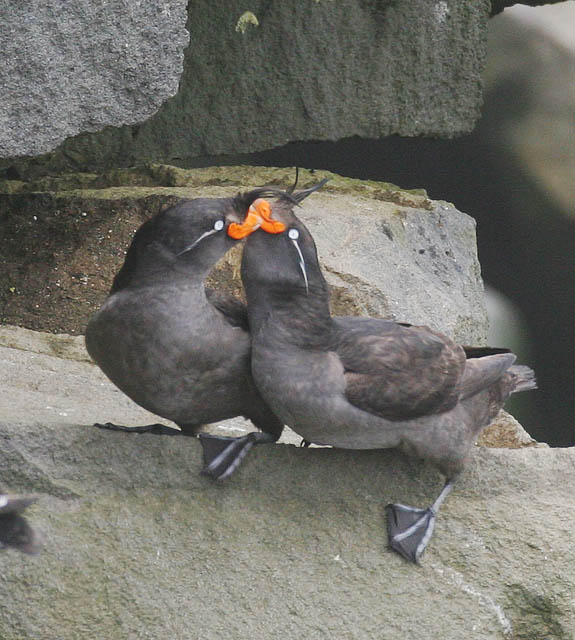 Crested Auklet