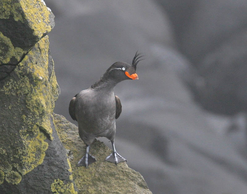 Crested Auklet