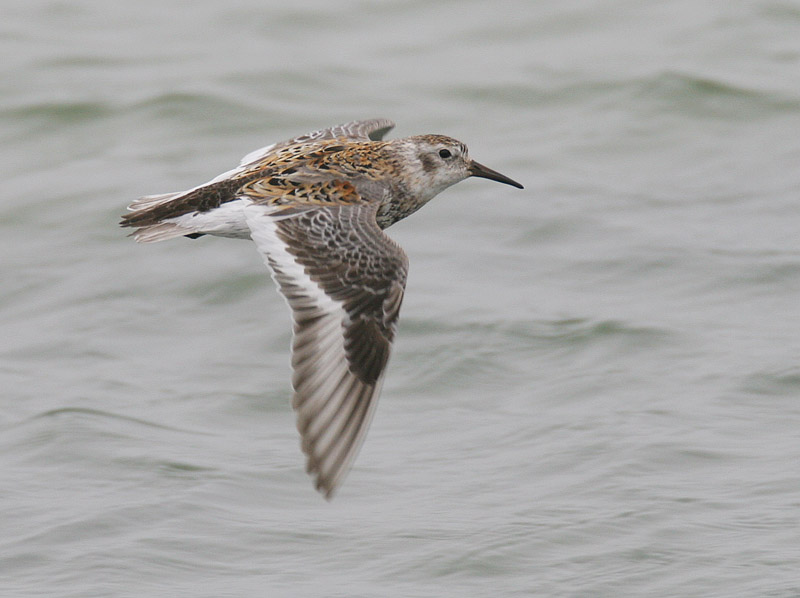Pribilof Rock Sandpiper