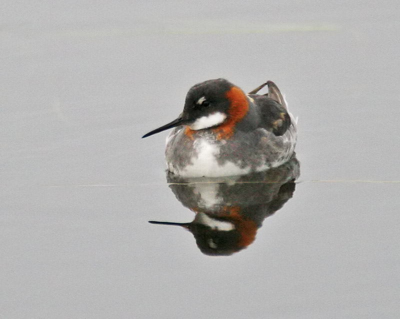 Red-necked Phalarope