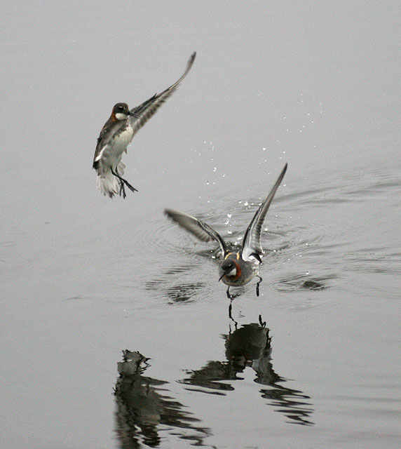 Red-necked Phalarope