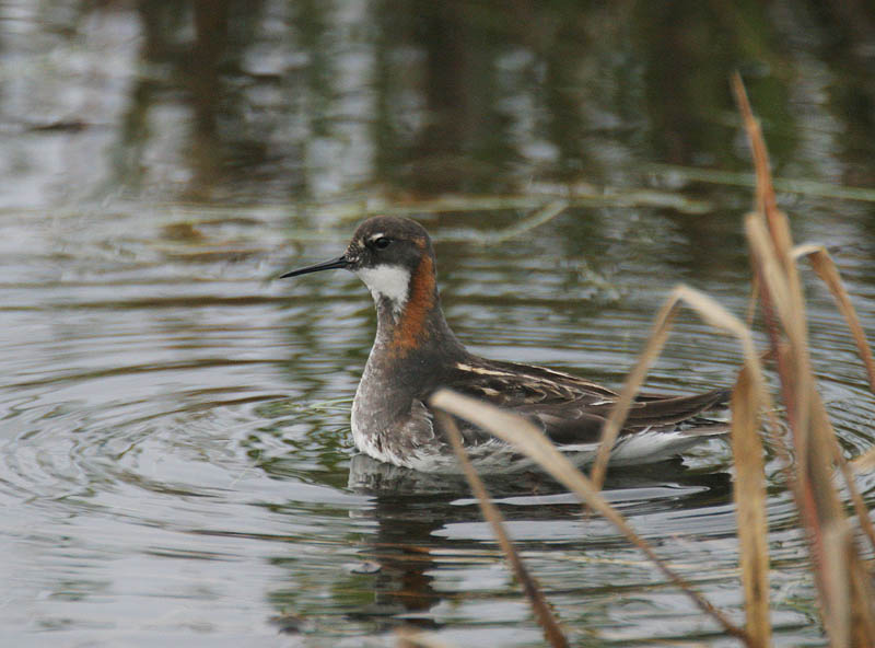 Red-necked Phalarope