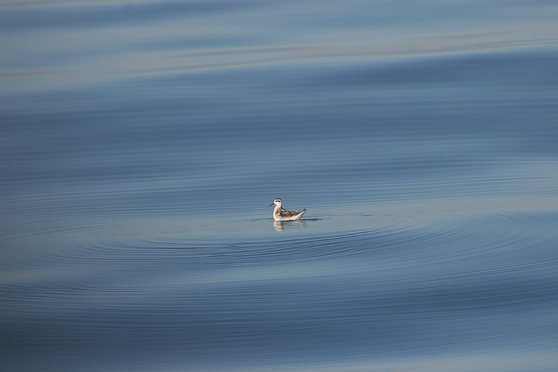 Red-necked Phalarope