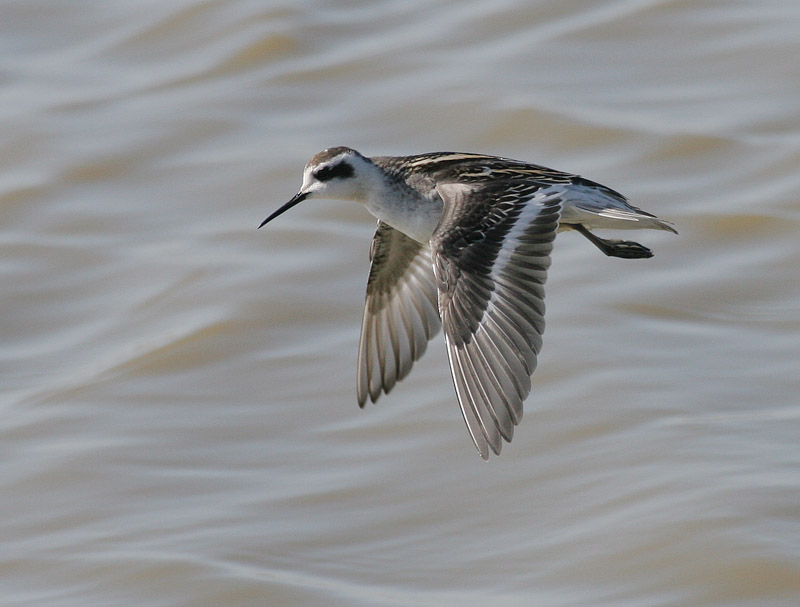 Red-necked Phalarope